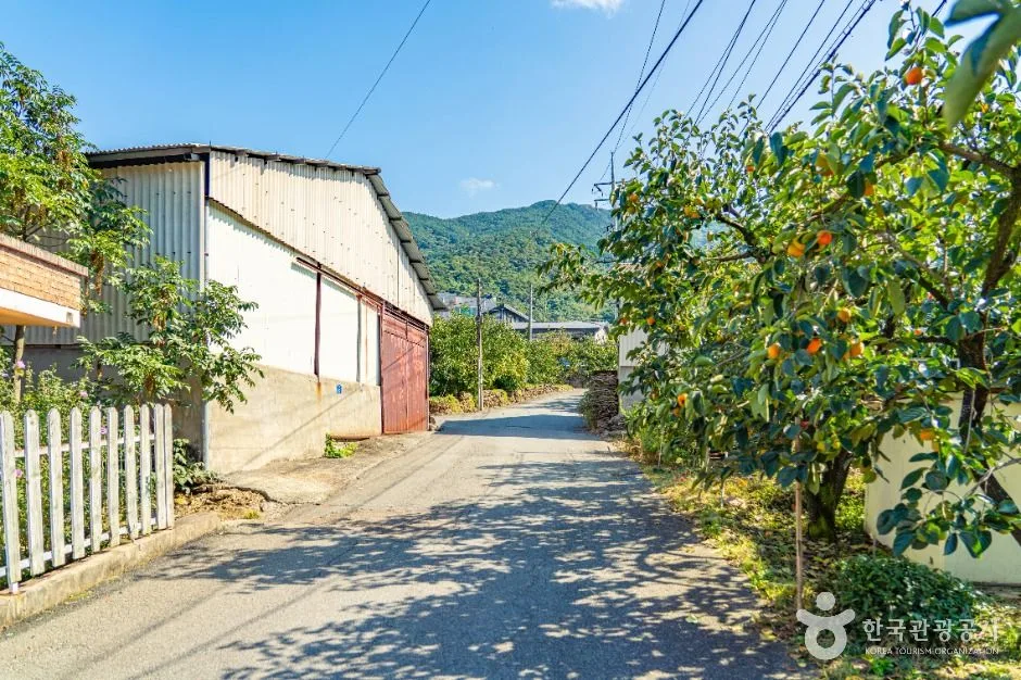 하동_악양대봉감 정보화마을 (6)