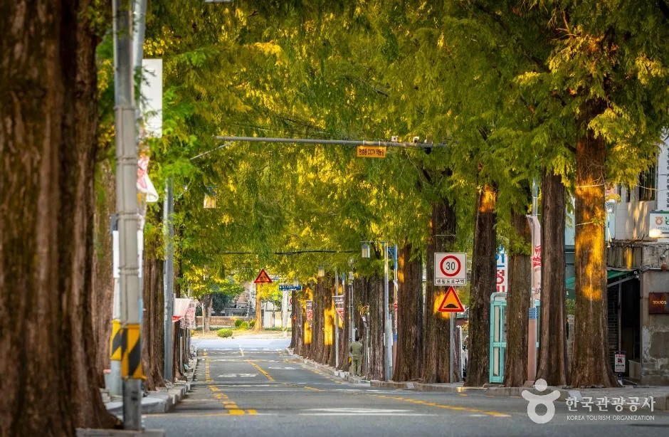 창원 가로수길 (5)