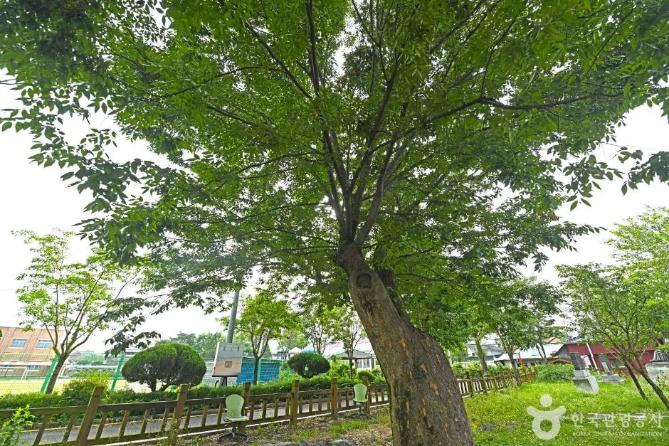 진안 평지리 이팝나무 군 (6)