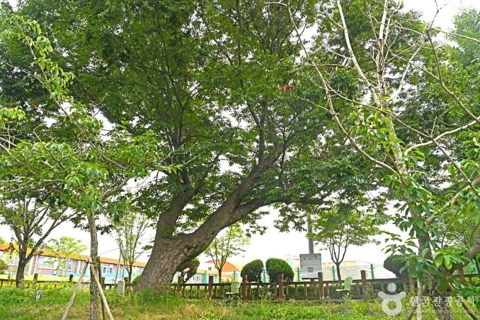 진안 평지리 이팝나무 군 (3)