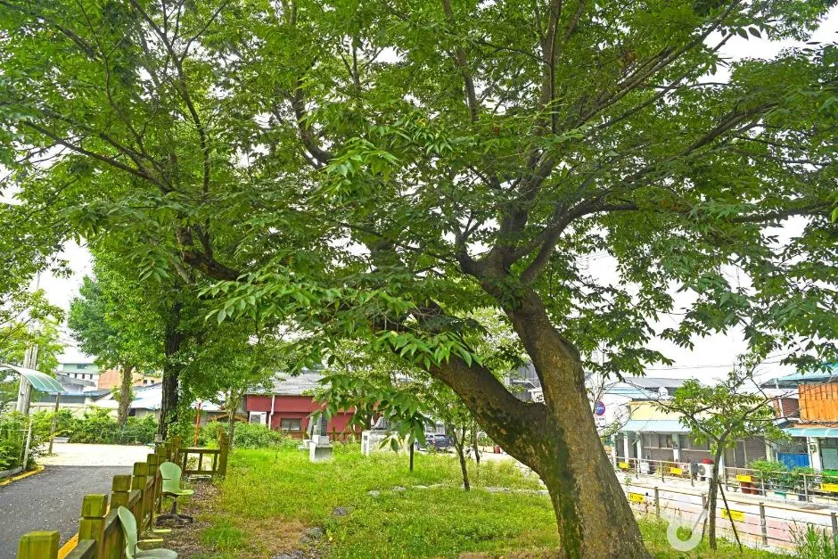 진안 평지리 이팝나무 군 (4)