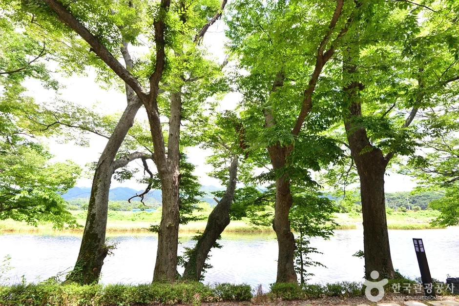 전남_화순_화순동복연둔리숲정이 (10)