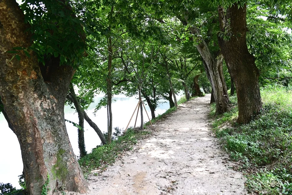 전남_화순_화순동복연둔리숲정이 (23)