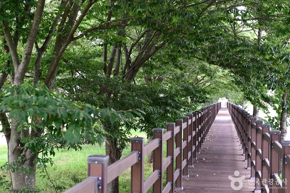 화순동복연둔리숲정이