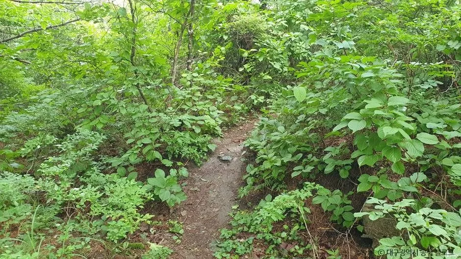 대구_최정산 (3)