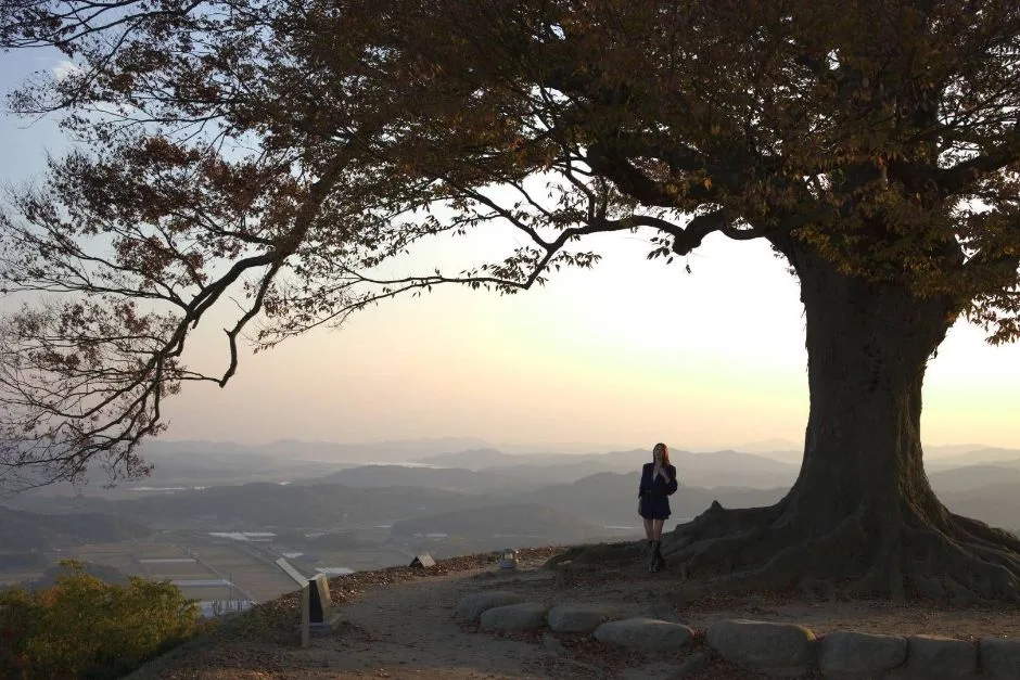 성흥산 사랑나무(부여 가림성 느티나무)