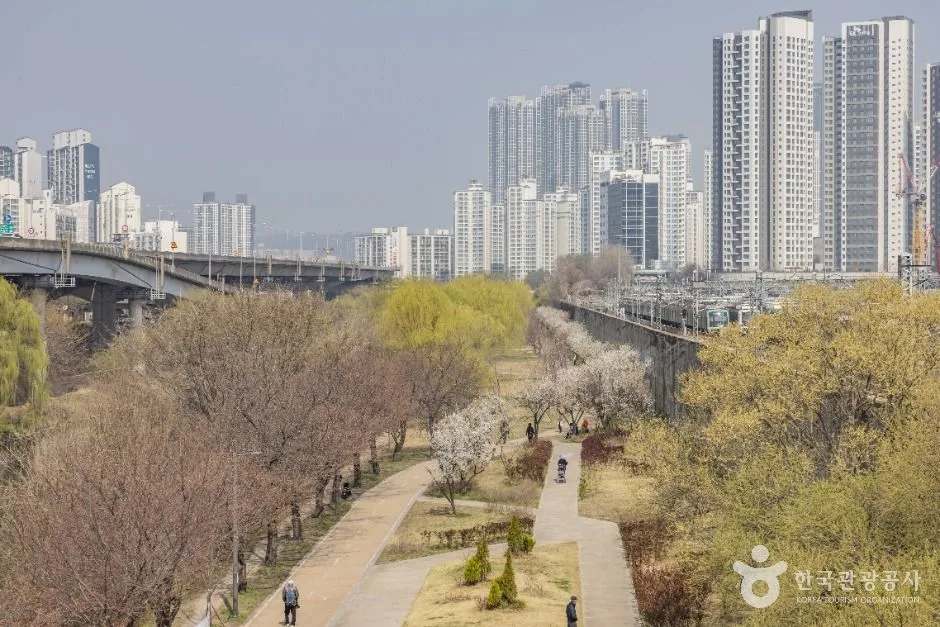 서울_하동매실거리 (12)