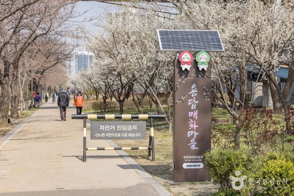 서울_하동매실거리 (13)