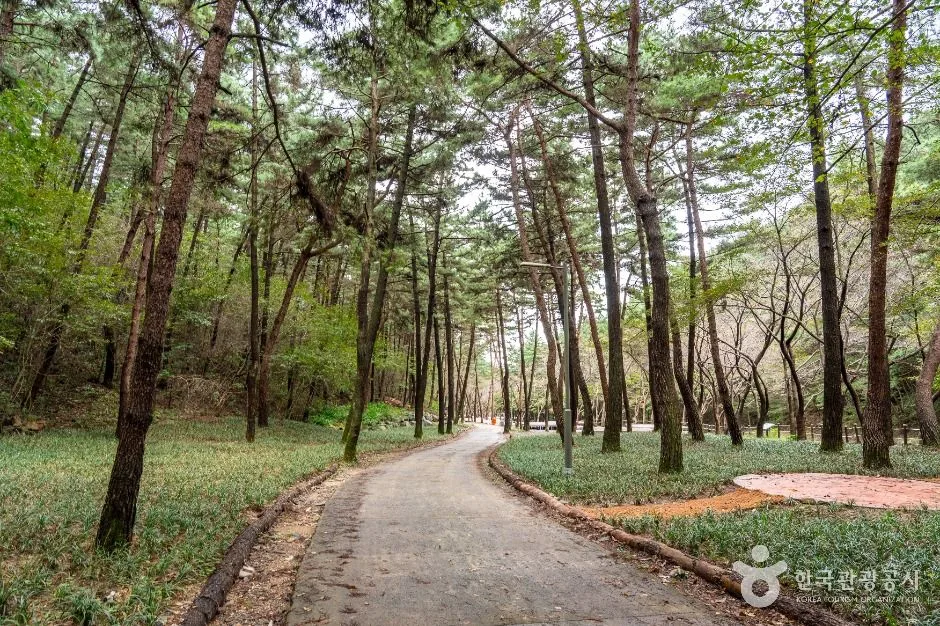 서천_국립 희리산해송자연휴양림 (2)