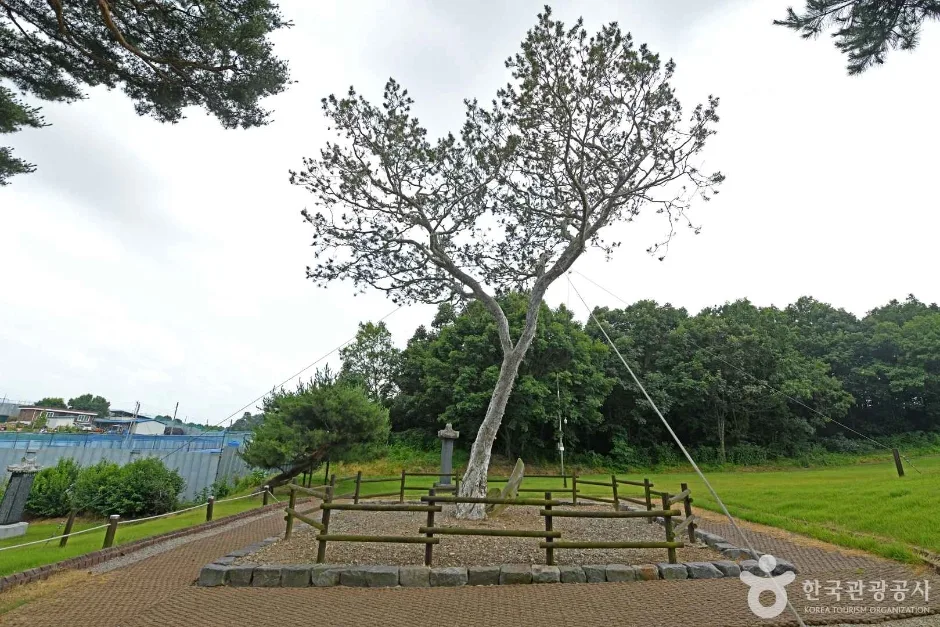 예산 용궁리 백송 (4)
