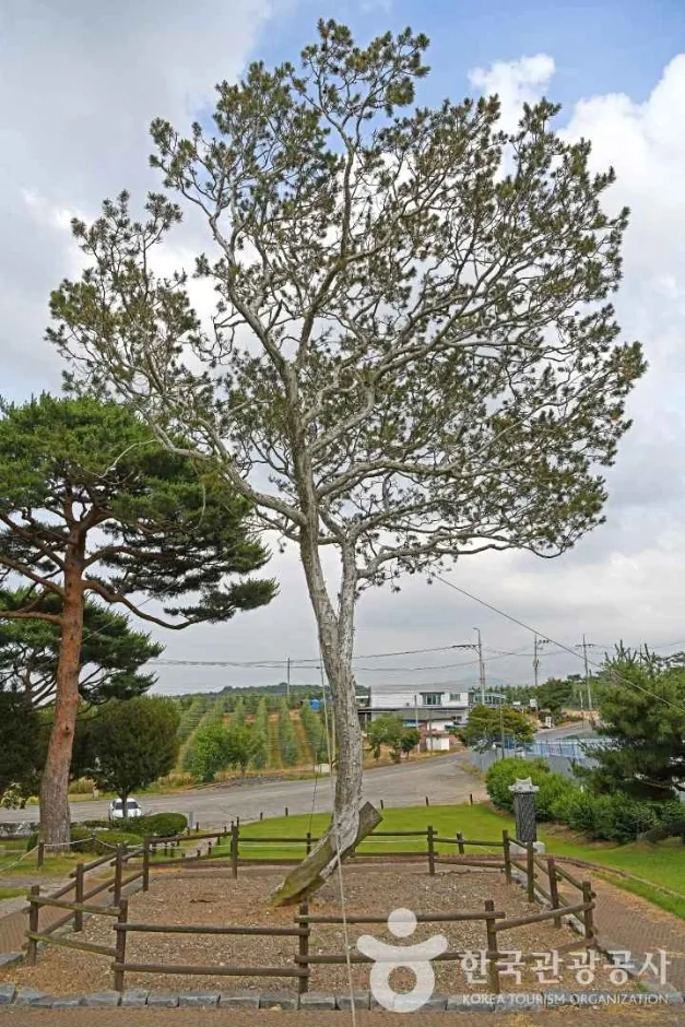 충남_예산_용궁리백송_외부_2.jpg