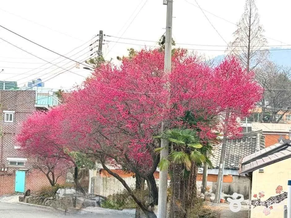 전남_순천_탐매마을_외부_6.jpg