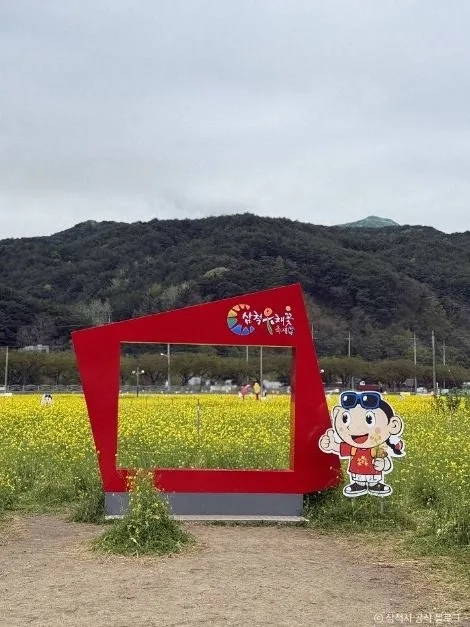 심척_삼척 맹방 유채밭 (1)