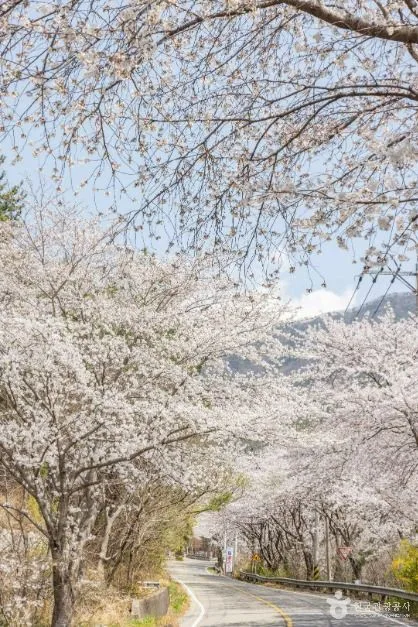 낙안읍성 벚꽃길 (6)