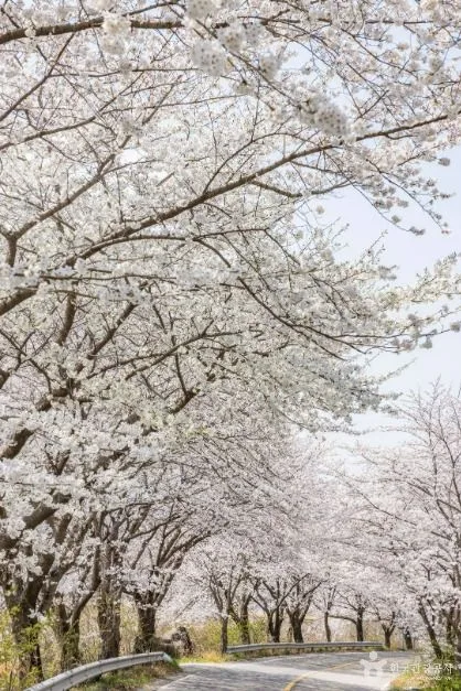 낙안읍성 벚꽃길 (3)