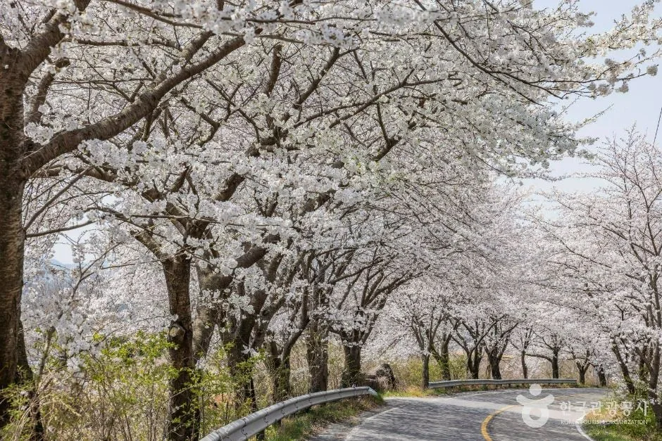 낙안읍성 벚꽃길 (4)