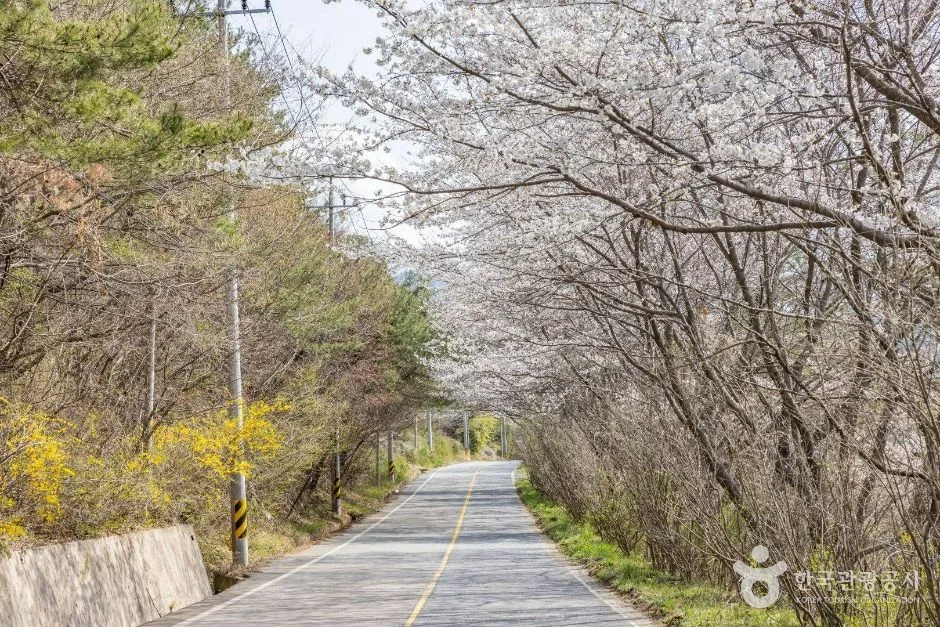 낙안읍성 벚꽃길