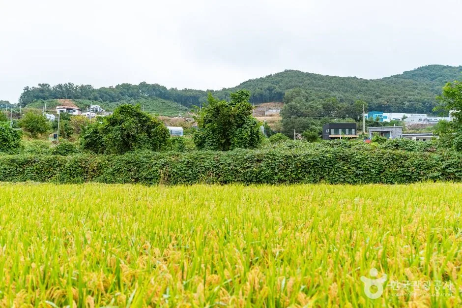 아산_음봉 꾀꼴성마을 (3)
