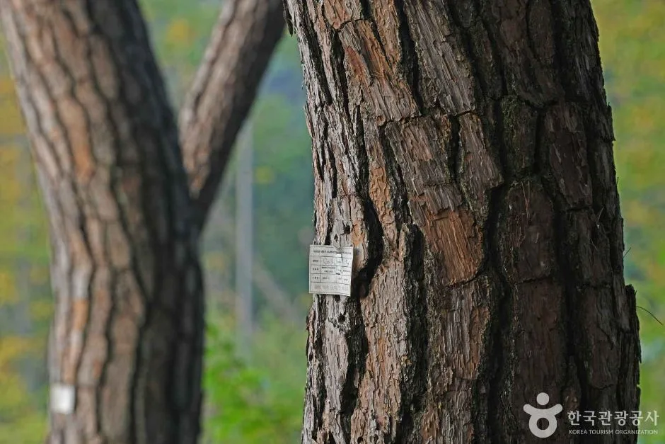공주_마곡사 천연송림욕장 (6)