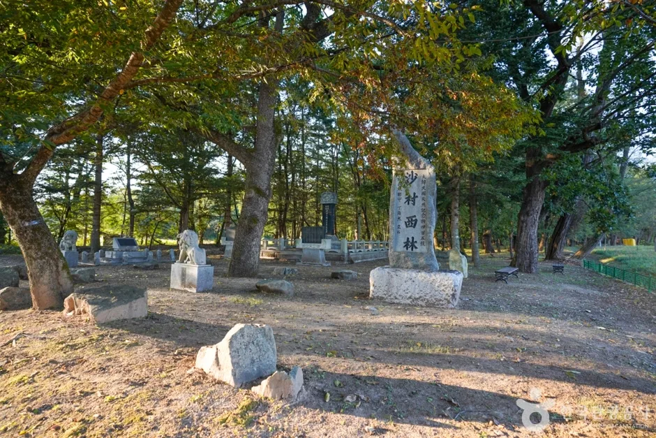 경북_의성_의성 사촌리 가로숲_25_e