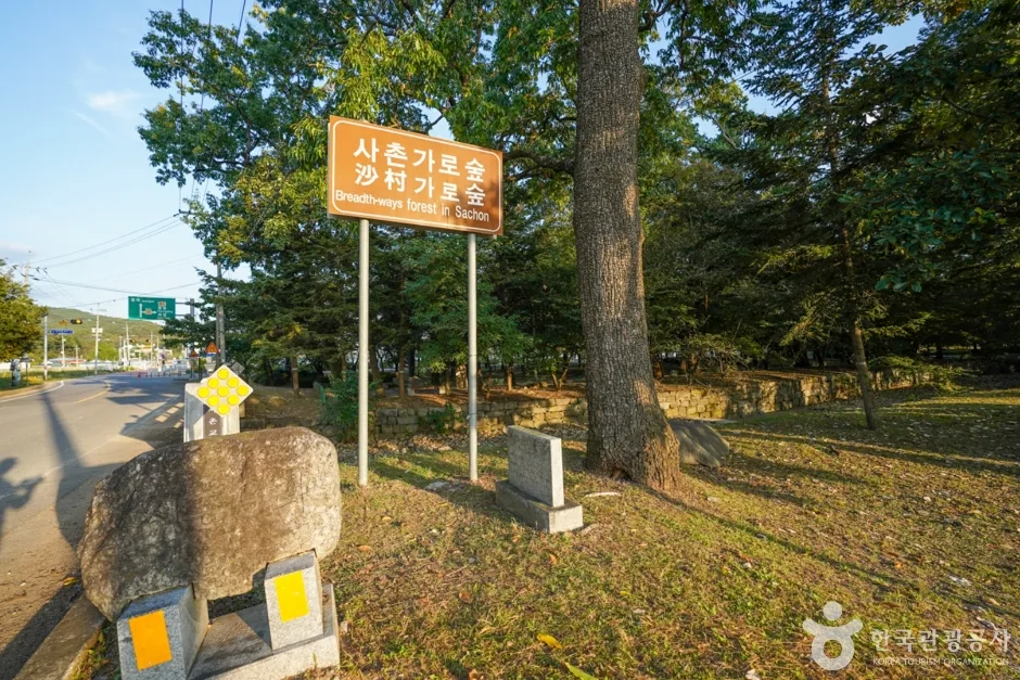 경북_의성_의성 사촌리 가로숲_17_e