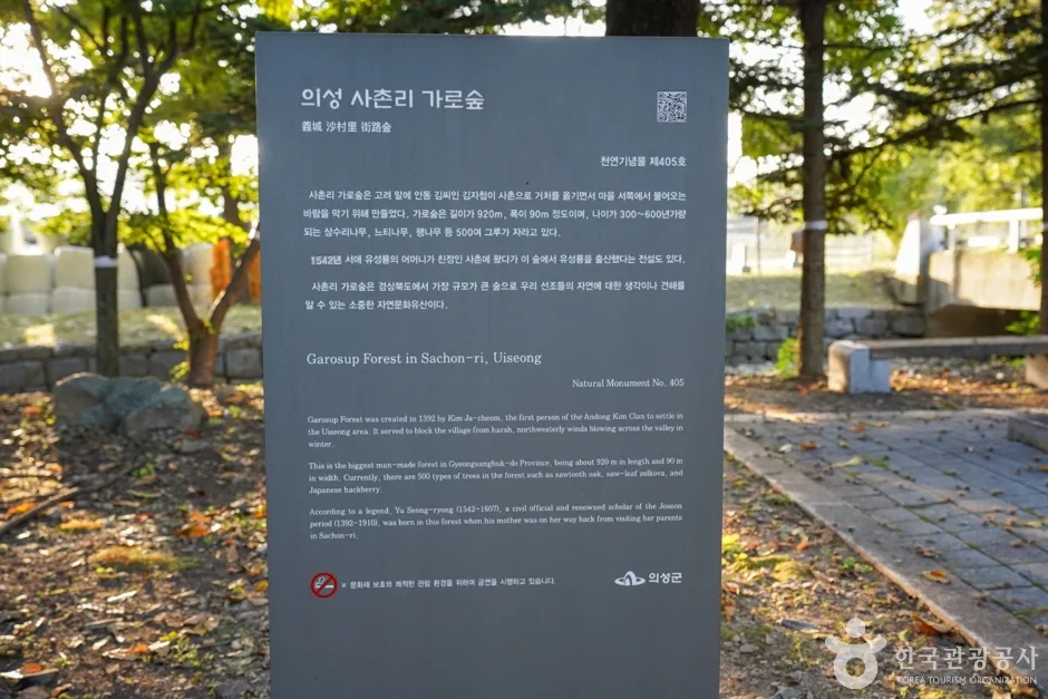 경북_의성_의성 사촌리 가로숲_11_e
