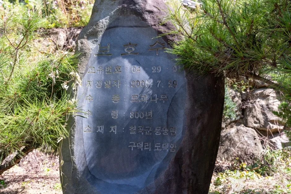 경북_칠곡_도덕암(칠곡) (5)