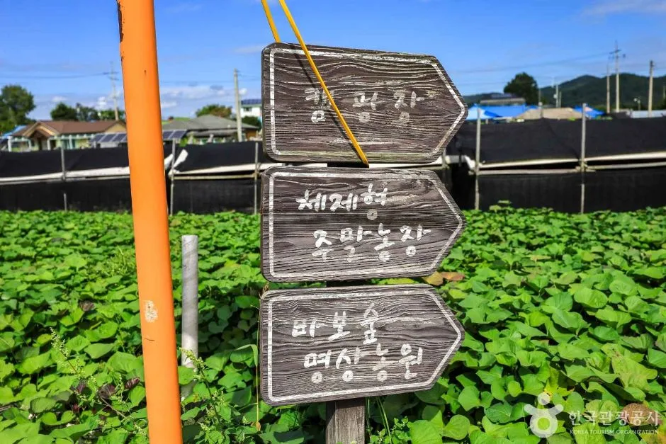 경기_여주_여주 늘향골마을 (4)