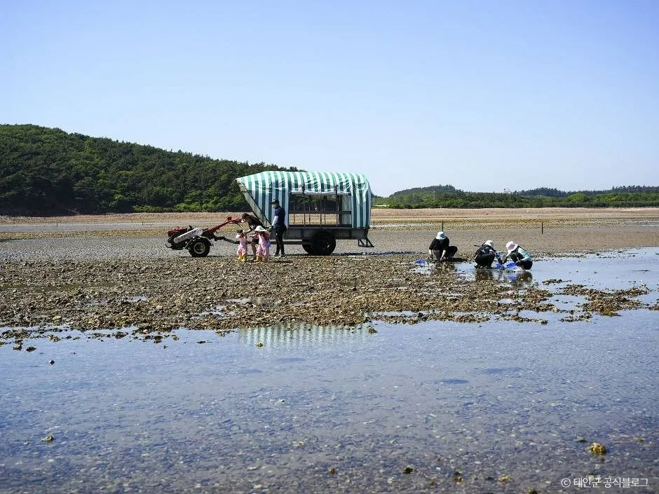충남_태안_병술만어촌체험마을_체험_7.jpg