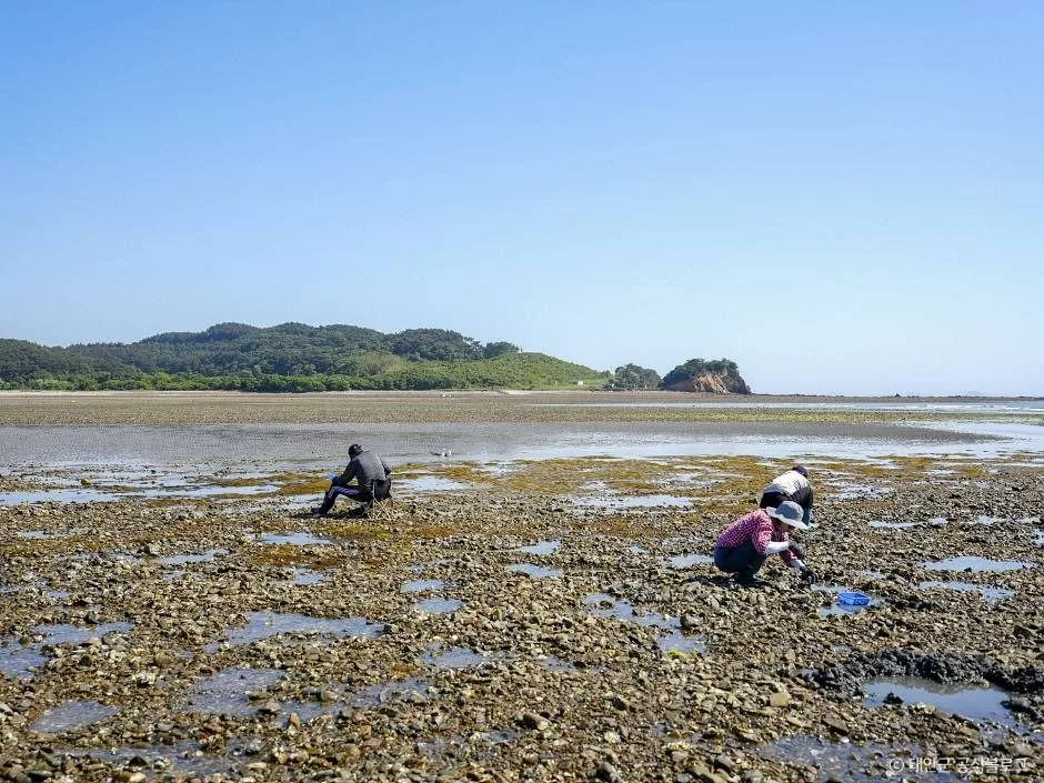 충남_태안_병술만어촌체험마을_체험_9.jpg