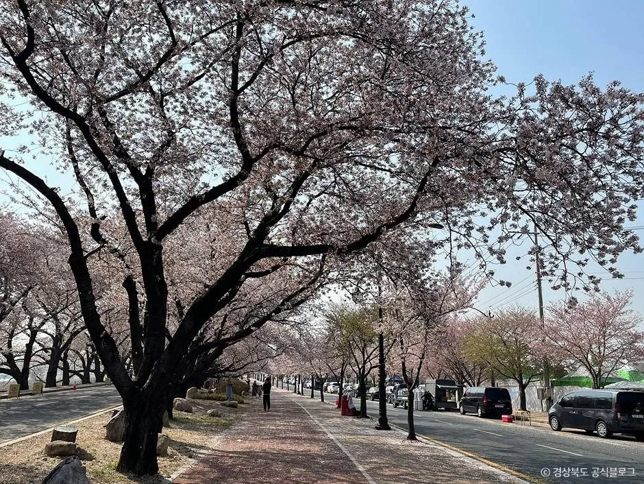 경주_흥무로 벚꽃길 (5)