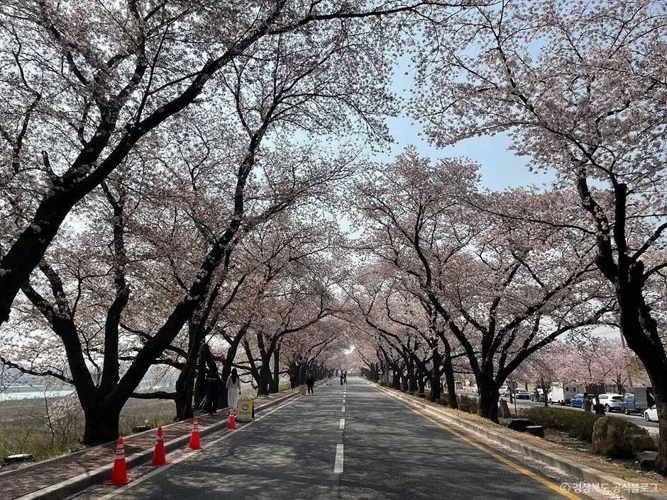 경주_흥무로 벚꽃길 (6)