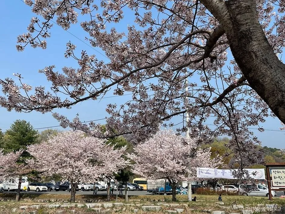 경주_흥무로 벚꽃길 (3)