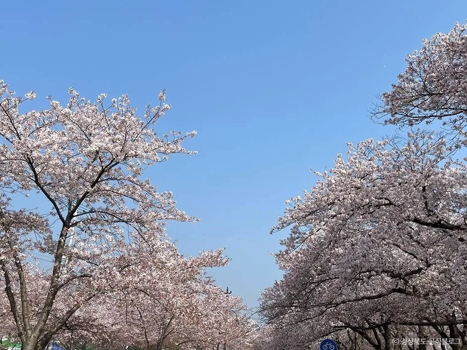 경주_흥무로 벚꽃길 (8)