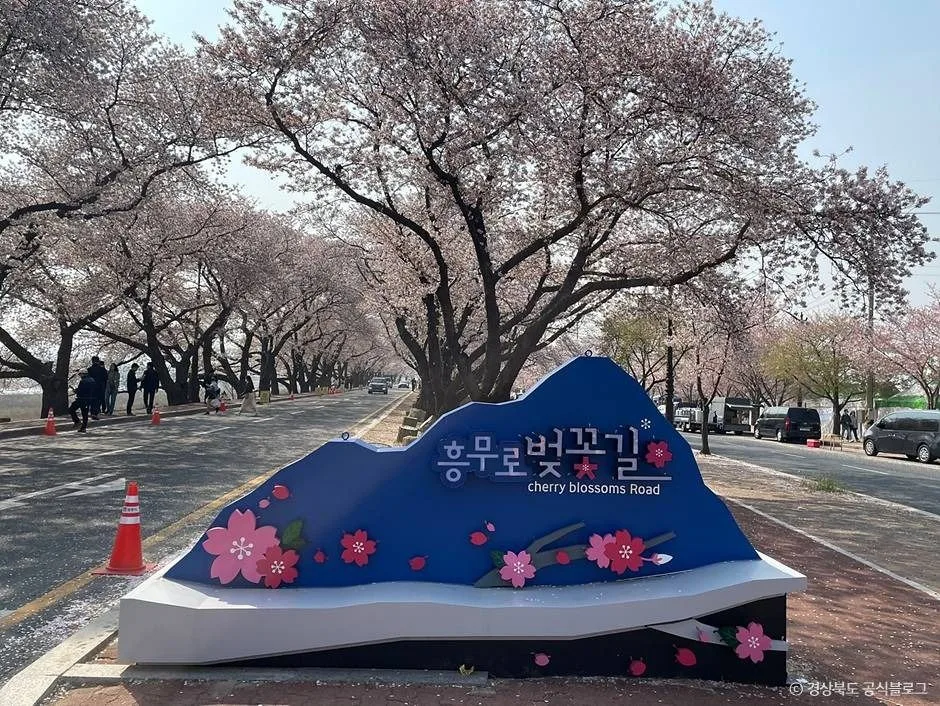경주_흥무로 벚꽃길 (4)