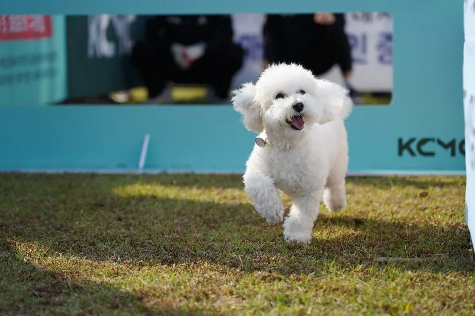2026 수원특례시 반려동물 한마음축제 포스터.jpg
