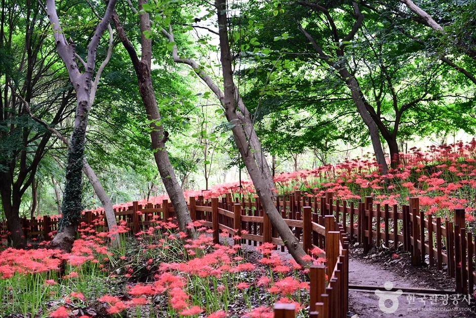 전남_함평_용천사꽃무릇공원 (26)