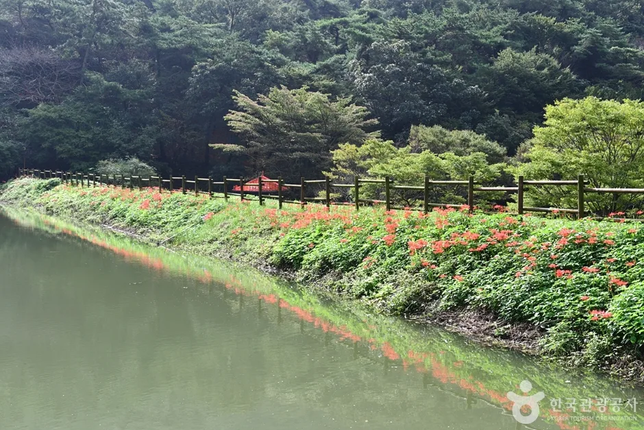 전남_함평_용천사꽃무릇공원 (6)