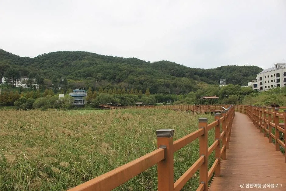 합천_정양늪생태공원 (7)