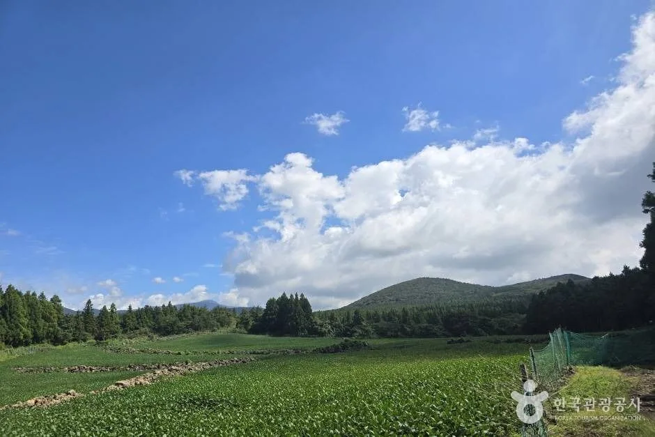 하늬복이오름_e (5)