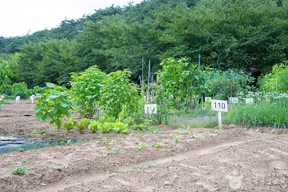 원두막주말농장 (7)