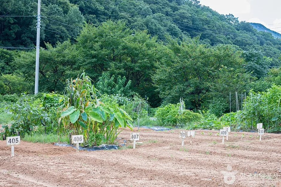 원두막주말농장 (1)