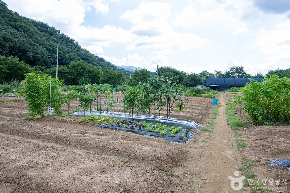 원두막주말농장 (10)