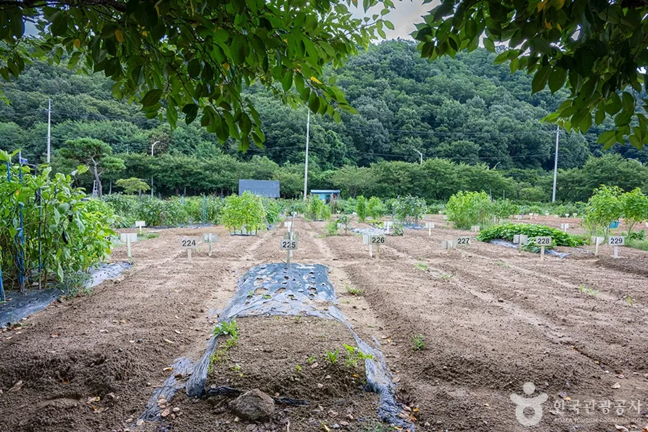 원두막주말농장 (15)