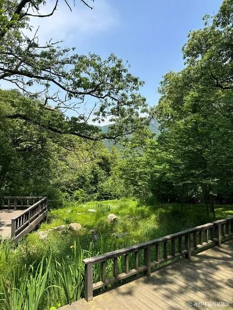 과천_서울대공원 산림욕장 (4)