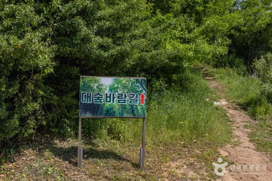 당진_대숲바람길 (4)