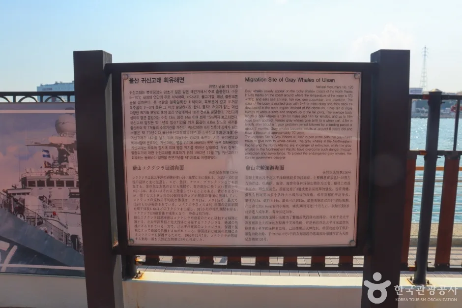 울산_귀신고래 회유해면 (3).jpg