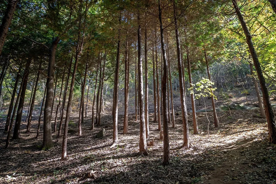 영광_물무산 행복숲 (5).jpg