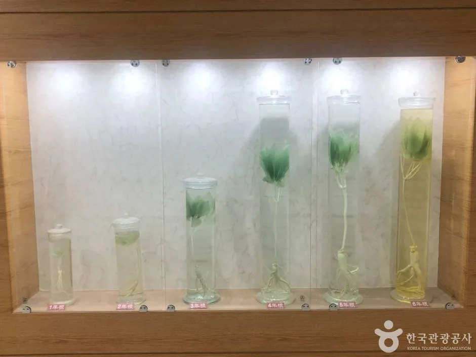강원_원주_원주 고려인삼창 (22)