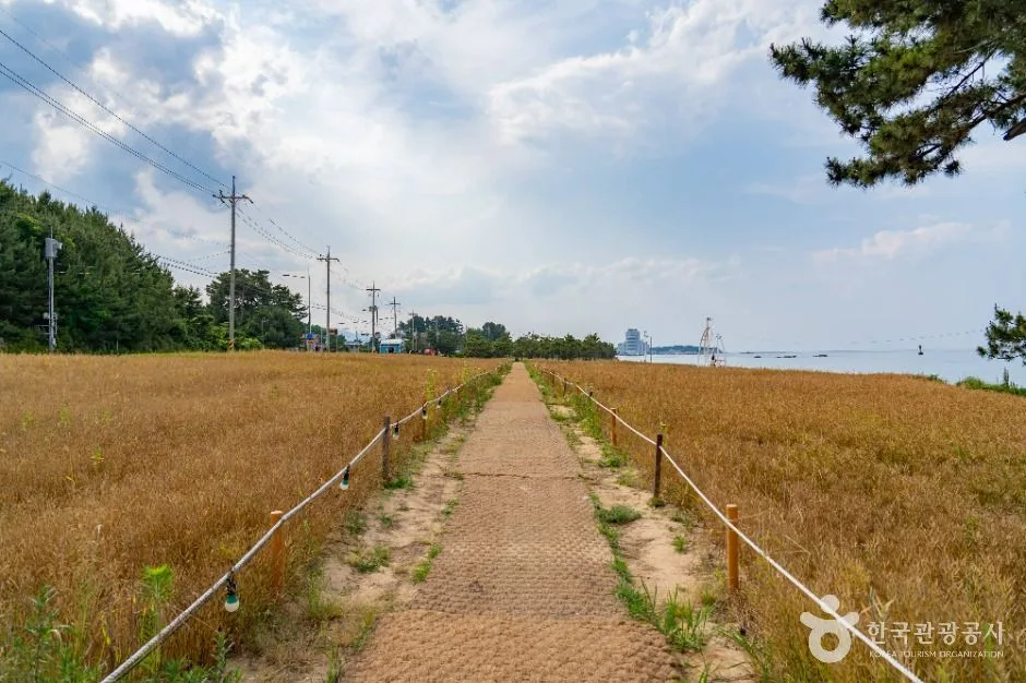 강릉_순긋해변 (2)